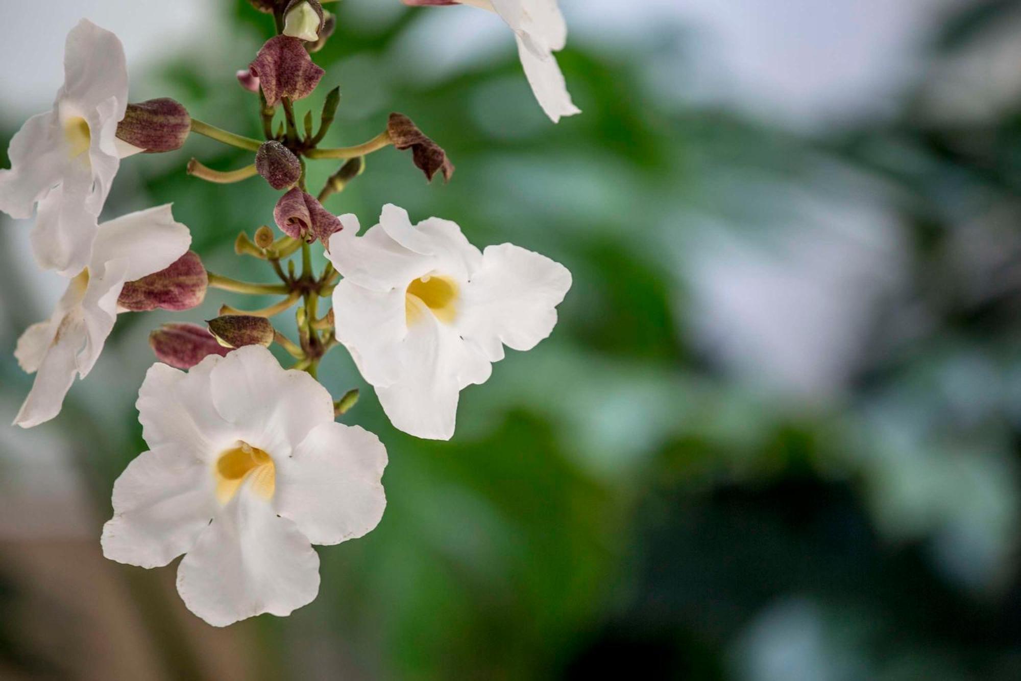 Aston Waikiki Beach Tower Χονολουλού Εξωτερικό φωτογραφία Rhododendron periclymenoides